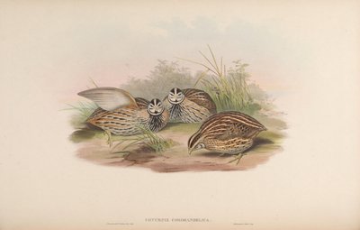 Coturnix coromandelica door John Gould